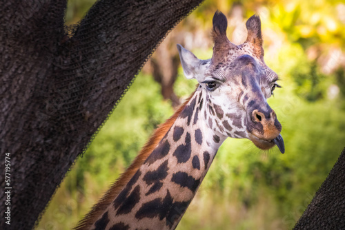 Obraz na płótnie Giraffe wondering around and eating tree branches, Florida, United States w salonie