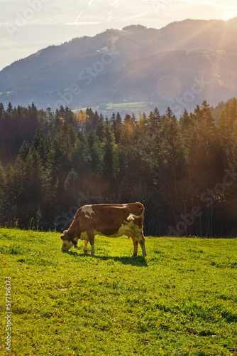 Ein Braunvieh Rind das im Morgenlicht auf einer saftig grünen Wiese in den bayerischen Alpen an einem sonnigen Tag auf der Alm frisst © HLPhoto