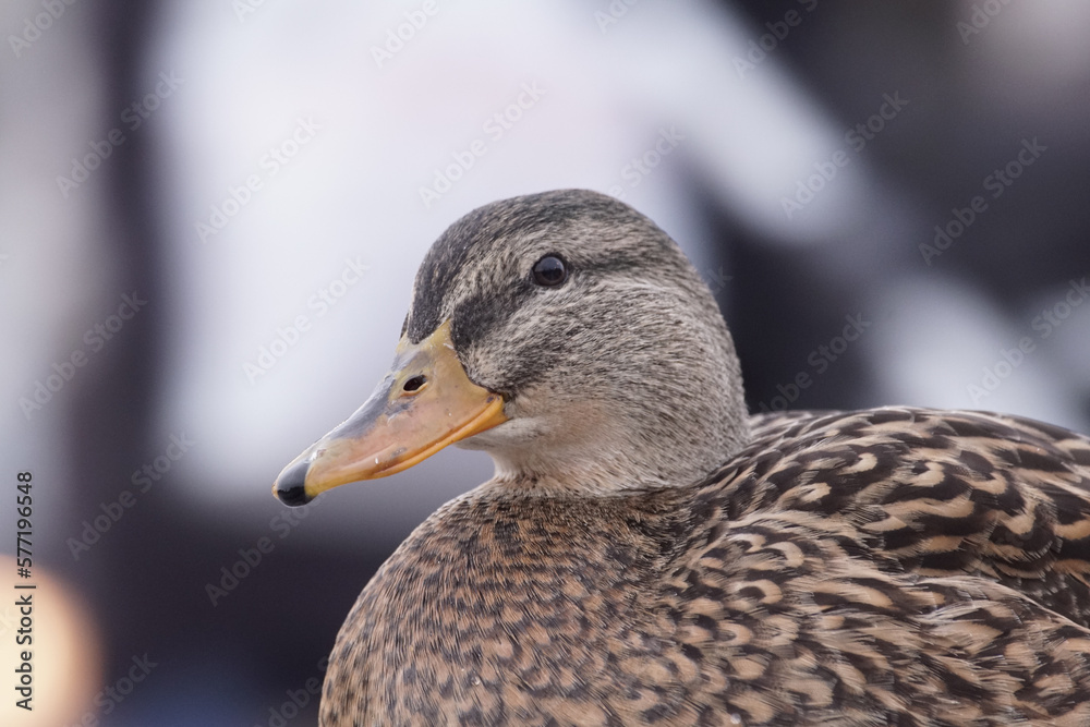 duck duck