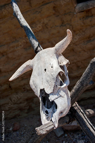 Bleached steer skull in Utah, USA © William