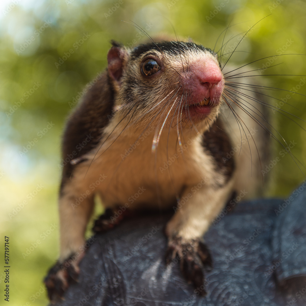 Sri Lanka Grizzled Giant Squirrel on the Shoulder of Native Sri Lanka Grizzled Giant Squirrel on the Shoulder of Native