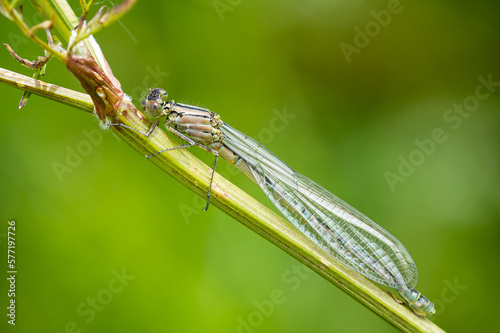 Tenereal Common Blue Damselfy on a plant stalk