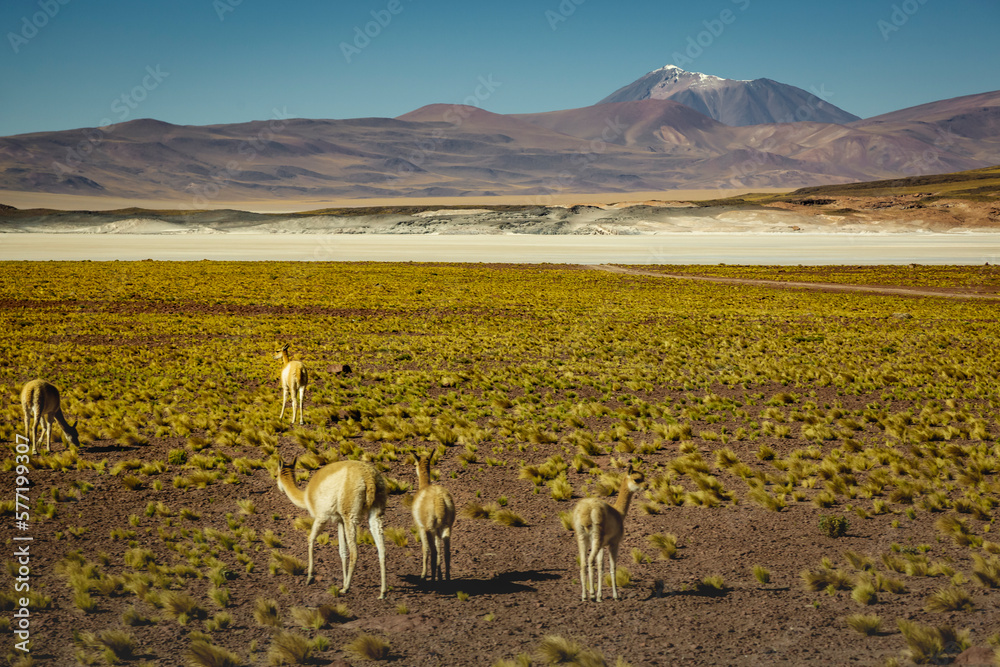 Guanaco vicuna in Bolivia altiplano near Chilean atacama border, South America