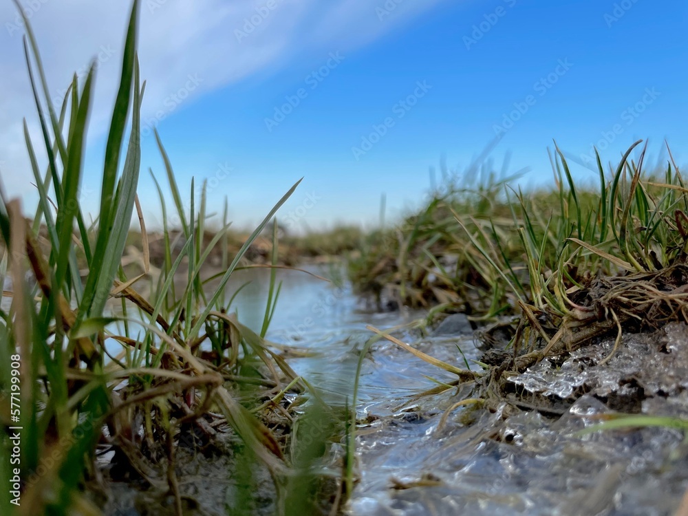 grass and water grass and water
