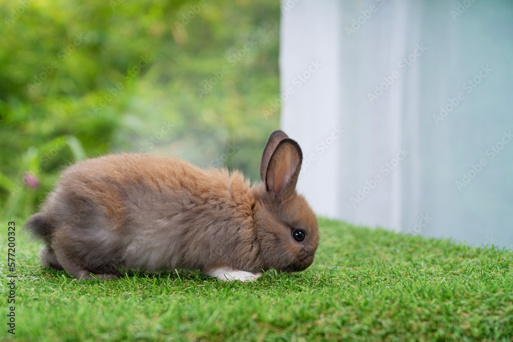 Fluffy rabbit bunny sitting green grass in spring summer background. Infant dwarf bunny brown white rabbit playful on lawn with white background. Cute animal furry pet concept. Fluffy rabbit bunny sitting green grass in spring summer background. Infant dwarf bunny brown white rabbit playful on lawn with white background. Cute animal furry pet concept.