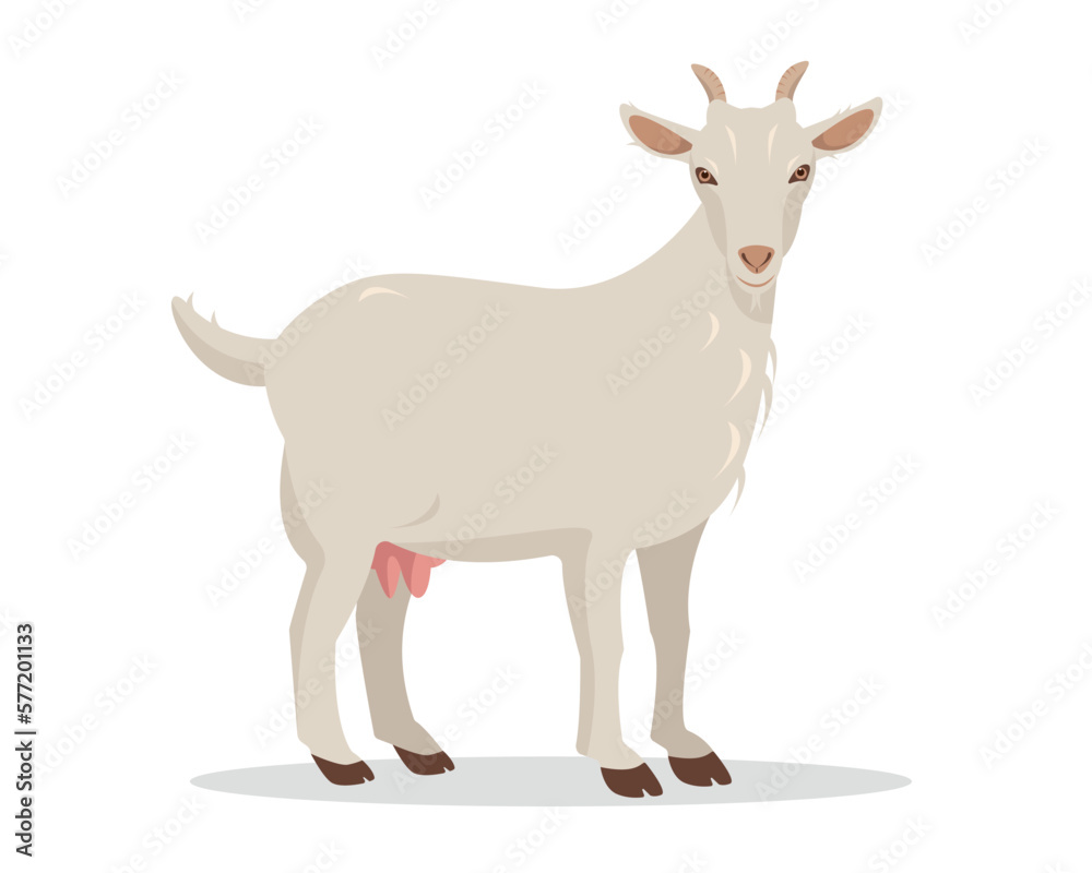 Female Goat isolated on white background. Domestic goat Farm animal. Vector flat or cartoon illustration. Female Goat isolated on white background. Domestic goat Farm animal. Vector flat or cartoon illustration.