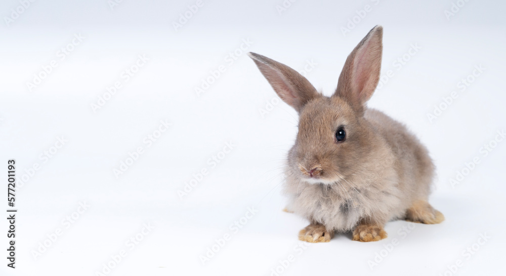 Obraz premium Adorable newborn baby rabbit bunnies brown looking at something sitting over isolated white background. Puppy lovely furry brown bunny ears rabbit playful with copy space. Easter bunny animal concept.