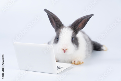 Fototapeta Naklejka Na Ścianę i Meble -  Adorable baby rabbit furry bunny looking at laptop learn something sitting over isolated white background. Little ears bunny white black rabbit learning laptop. Easter animal education technology.