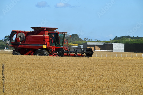 In the time of wheat harvest