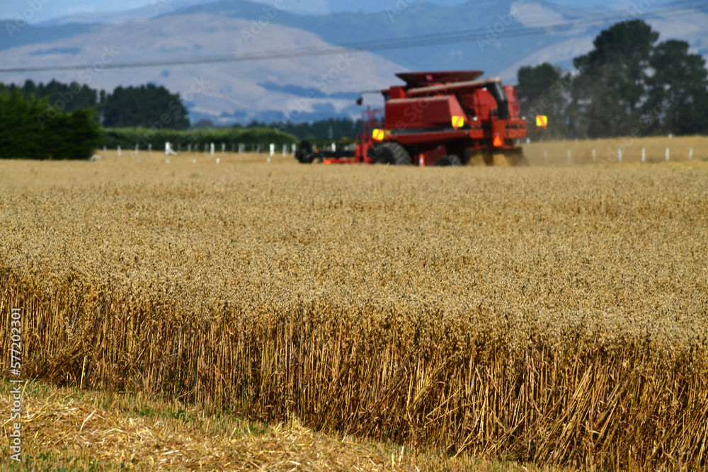 Fototapeta premium In the time of wheat harvest