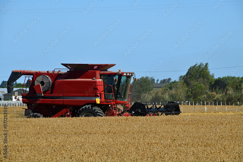 Obraz premium In the time of wheat harvest