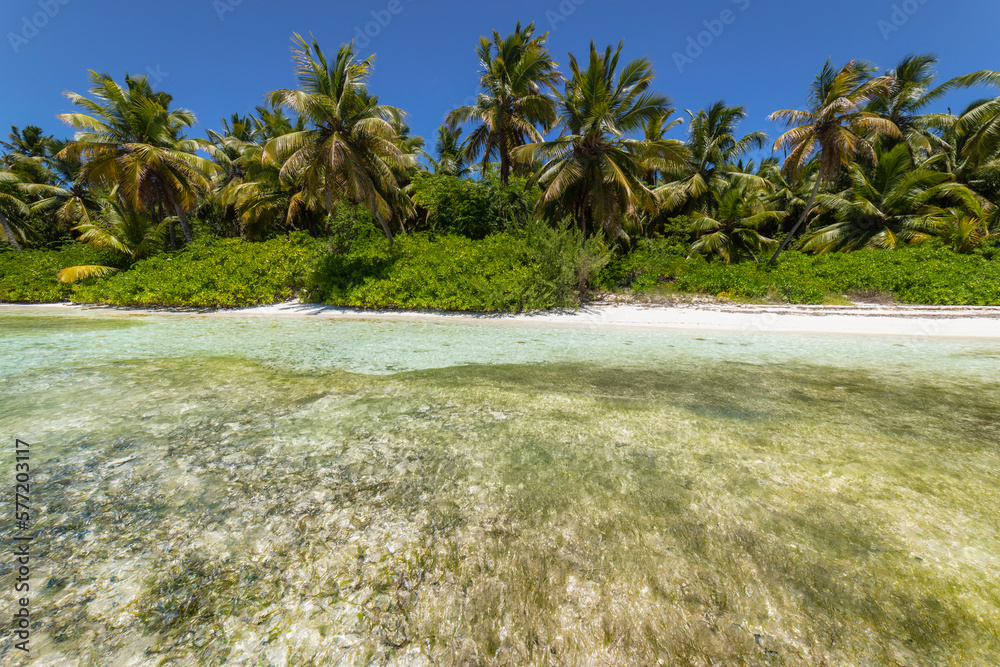 Tropical beach in caribbean sea, idyllic Saona island, Dominican Republic