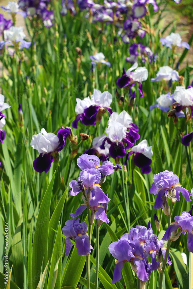 Purple iris flowers in the garden. Selective focus. Purple iris flowers in the garden. Selective focus.