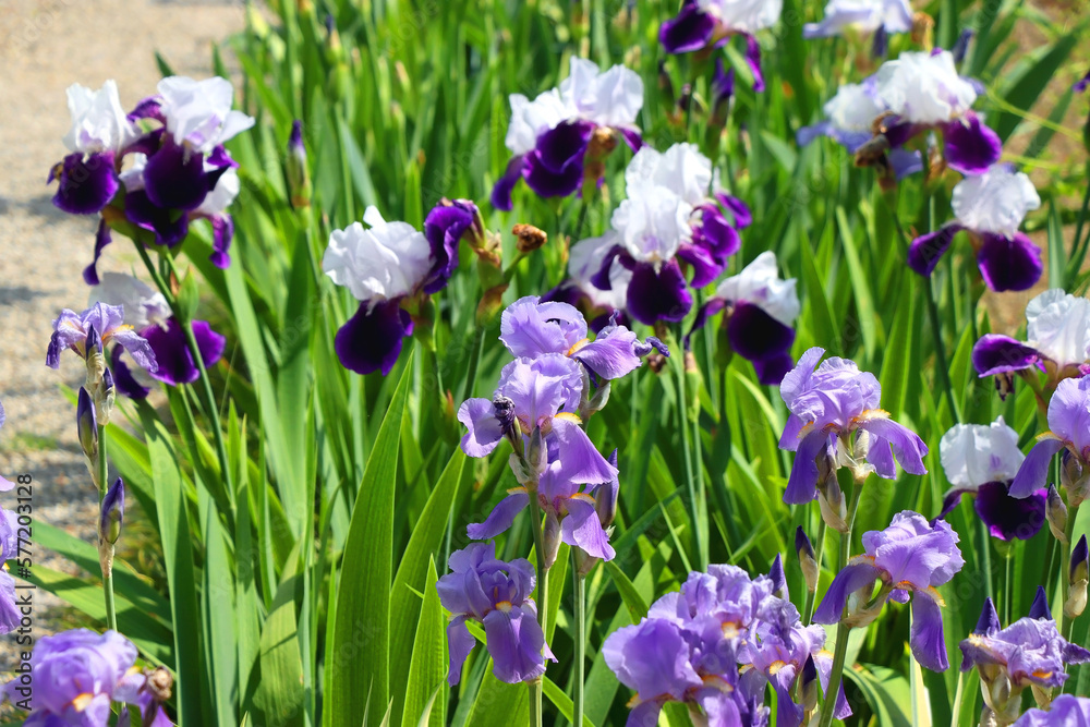 Purple iris flowers in the garden. Selective focus. Purple iris flowers in the garden. Selective focus.