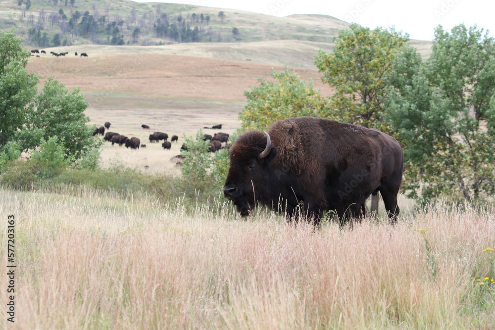Bison bull in landscape with herd
