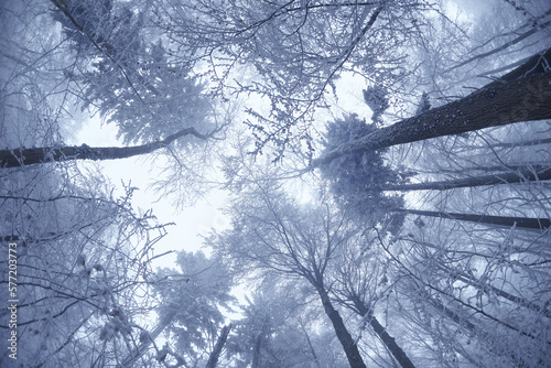 Winterwald mit dichtem Frost und Schnee. Blick den Stämmen empor in die mächtigen Baumkronen. photo