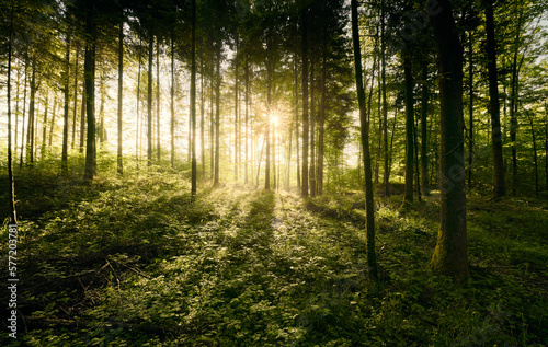Ätherische Waldlandschaft bei Sonnenaufgang im Frühling. Die Sonne scheint durch leichten Dunst und lässt das frische Grün leuchten. © Andy Juchli