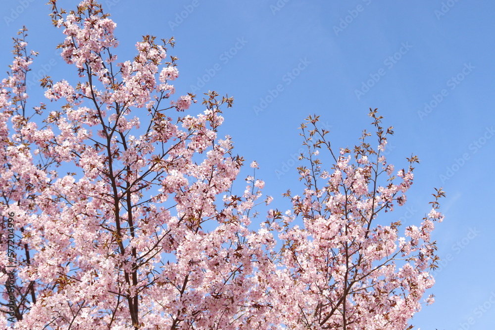 Cherry blossom against blue sky. Romantic scenery, gentle flowers, sunny day. 