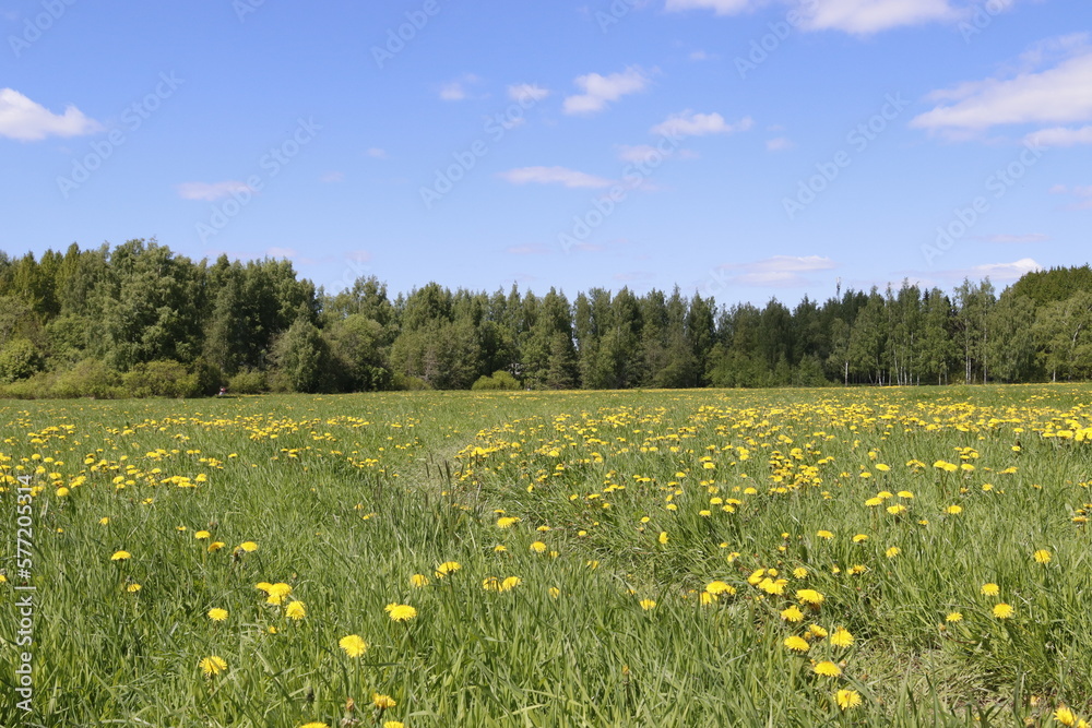 Fototapeta premium Beautiful landscape with blue sky and a field of yellow flowers.