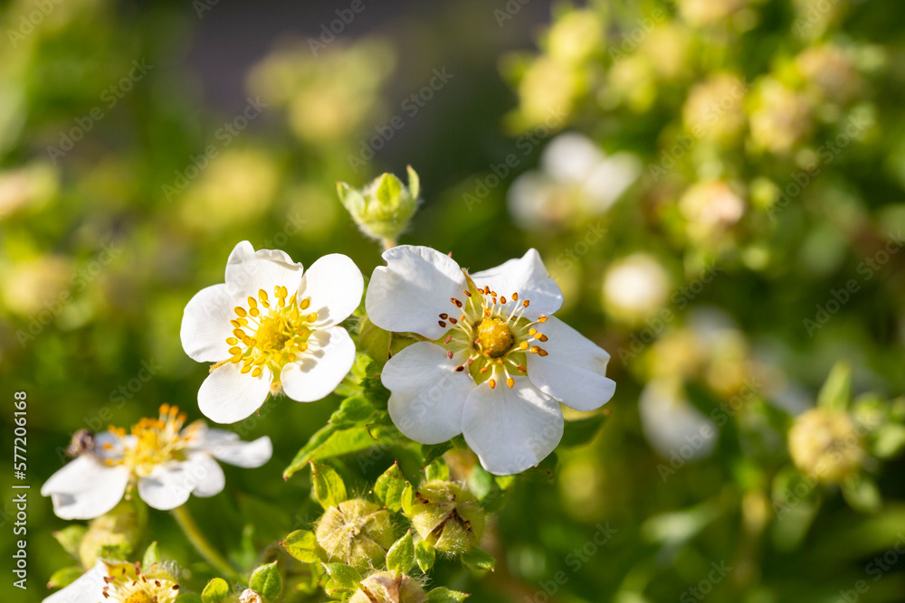wild strawberry flowers close-up, selective focus. Natural Floral summer background.