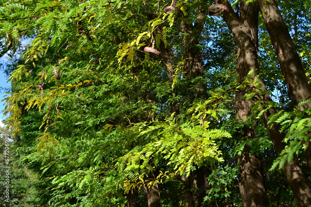 Fototapeta premium green moss on the tree