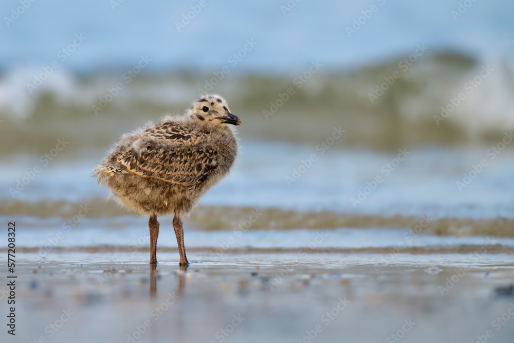 Obraz premium silbermöwe larus argentatus