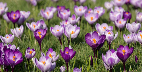 Purple and white crocuses growing in the grass in the conifer lawn at RHS Wisley, Surrey UK.