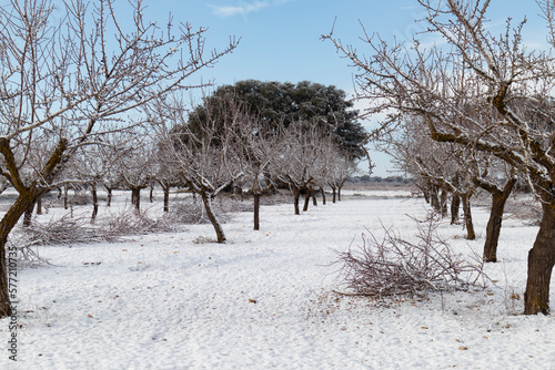 cultivation of snowy almond trees