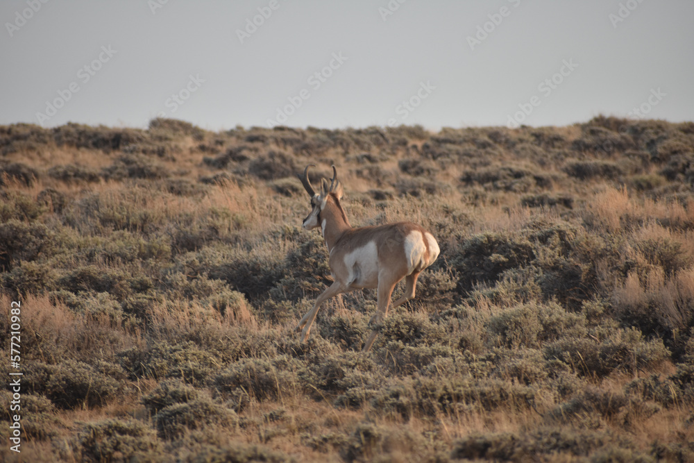 Naklejka premium Pronghorn In Colorado Field 