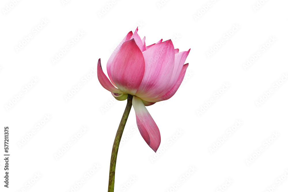 Makha Asanaha Visakha Bucha BuddhaPurnima Day. Lotus flower