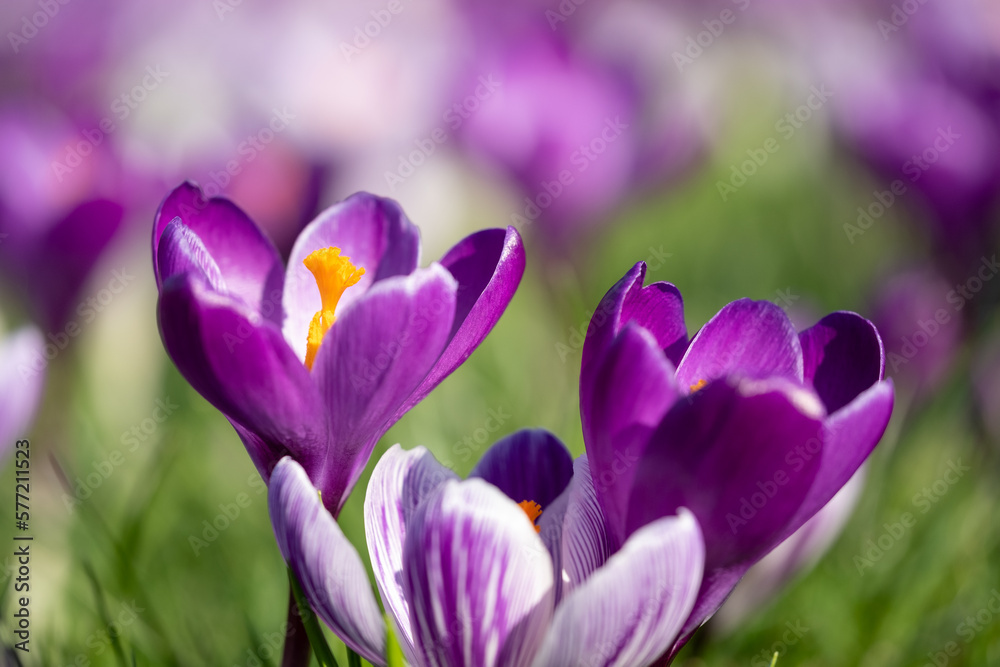 Purple and white crocuses growing in the grass in the conifer lawn at RHS Wisley, Surrey UK. Purple and white crocuses growing in the grass in the conifer lawn at RHS Wisley, Surrey UK.