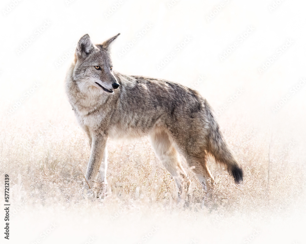 Coyote (canis latrans) standing broadside in field looking back with snow white background Colorado, USA Coyote (canis latrans) standing broadside in field looking back with snow white background Colorado, USA