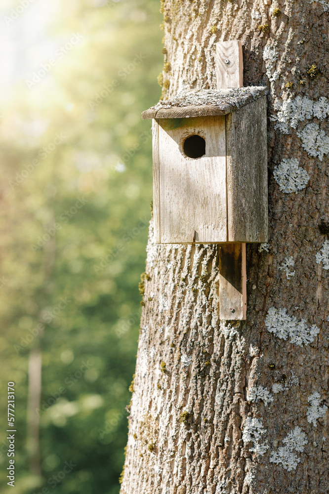 Handmade songbird nesting box attached to dead tree during spring. Selective focus, background blur and foreground blur