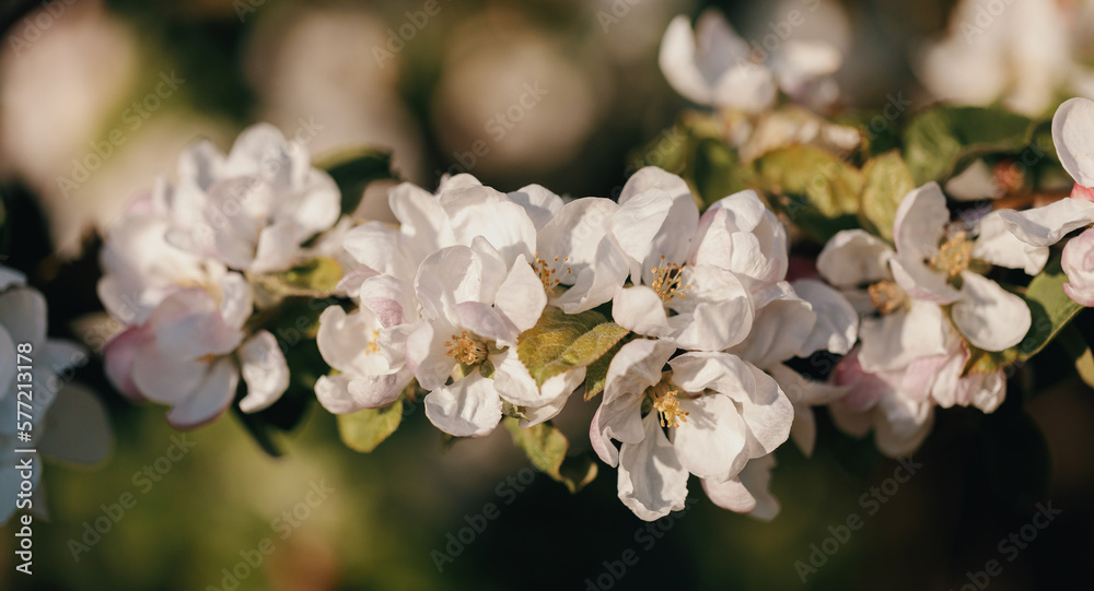 Spring background with white and pink blossoms and sunbeams. Bright spring background apple orchard. Banner.