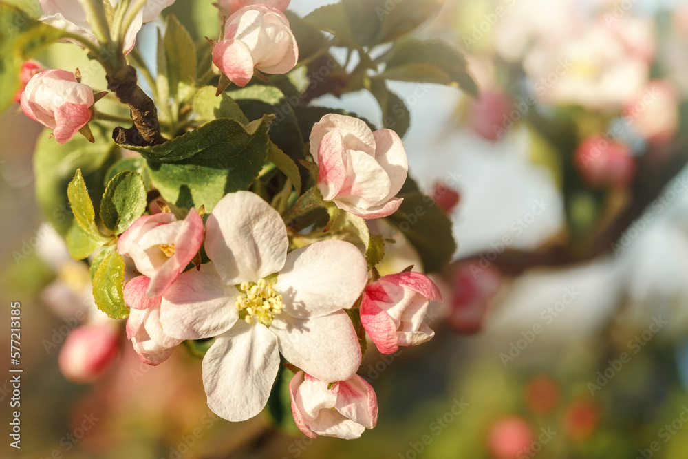 Obraz premium A branch of a blooming apple tree illuminated by the sun