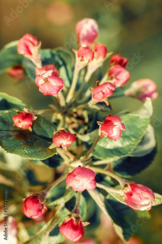 Red, unopened apple blossom buds, front view on blurred background