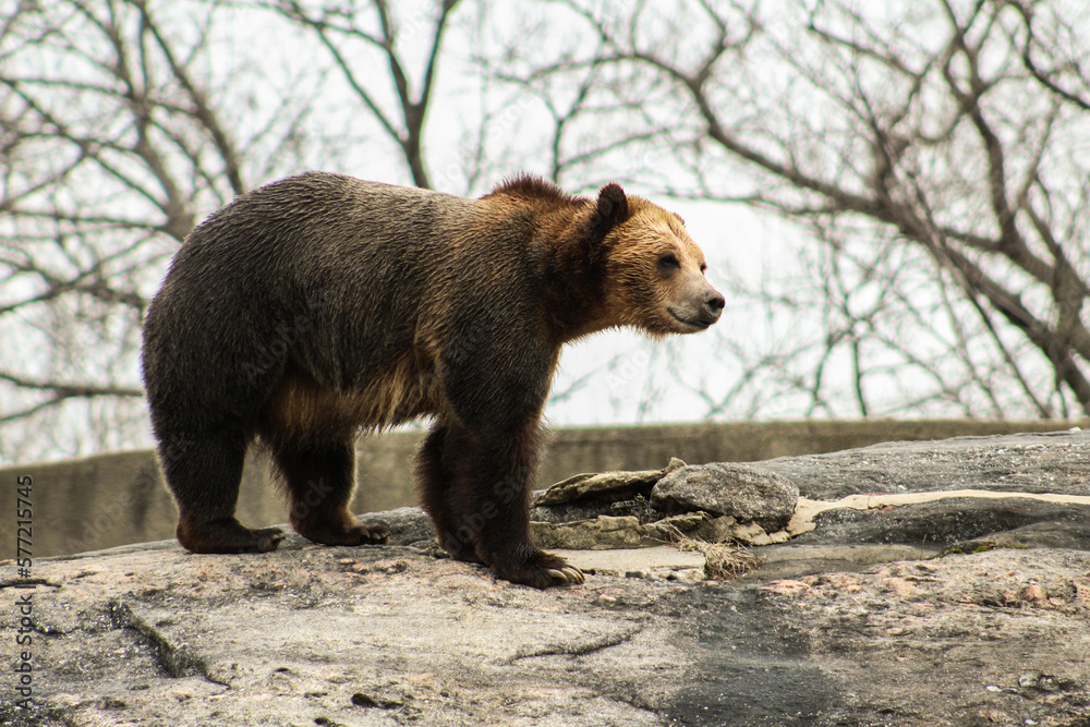 Obraz premium brown bear
