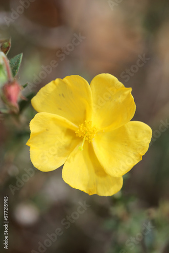 Yellow flower blossom close up background fumana arabica family cistaceae botanical big size high quality prints