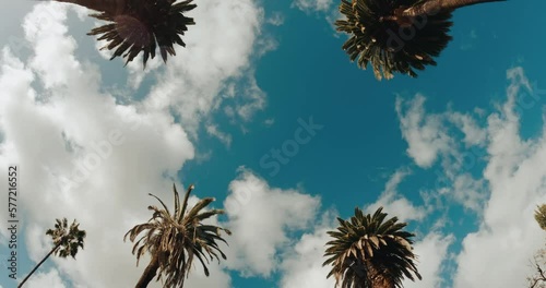 Beverly Hills street with palm trees. View up or bottom view coconut palm trees forest in sunshine. Camera looks up as it moves past rows a palm trees. Los Angeles, California. 