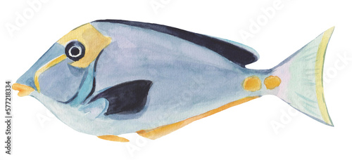 Naso lituratus. Surgeon Fish watercolor illustration photo