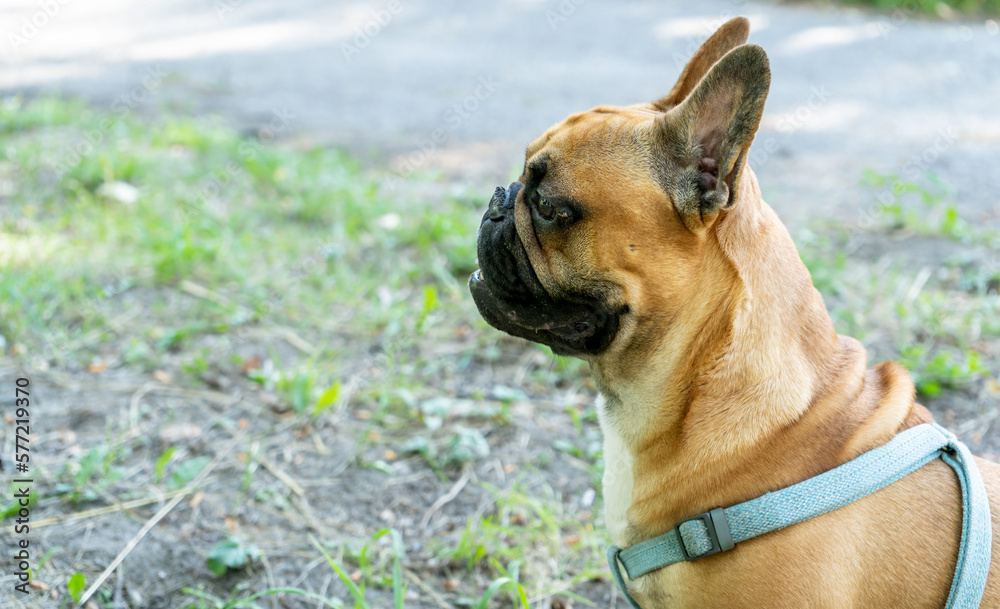 Cute french bulldog sitting outside in the park	