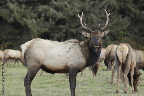 Roosevelt Elk in Northern California © RudiBega