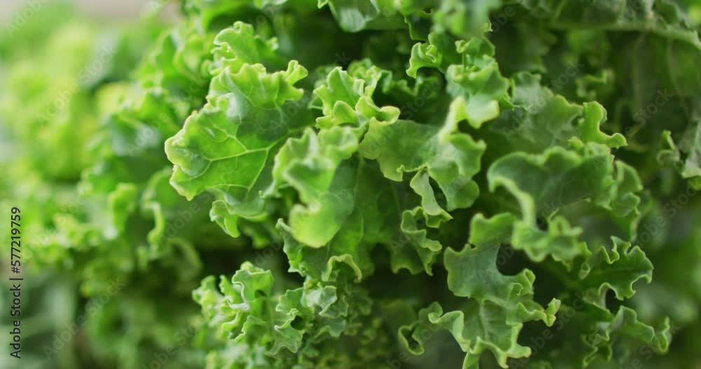 Video of close up of fresh salad leaves Video of close up of fresh salad leaves