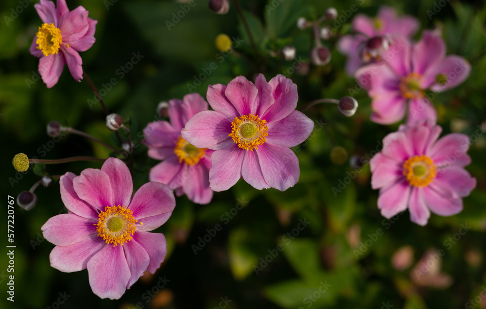 Blurred floral background of pink Japanese anemone flowers in the rays of the autumn sun. High quality photo Blurred floral background of pink Japanese anemone flowers in the rays of the autumn sun. High quality photo