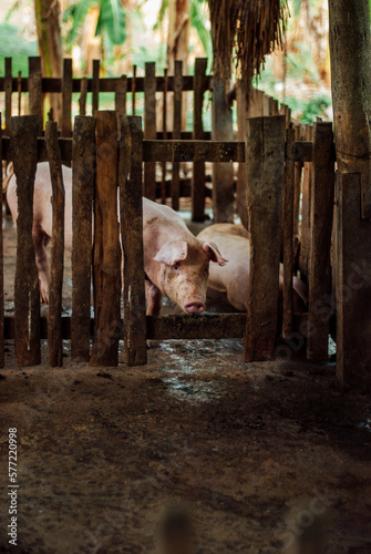 farming pig in Thailand