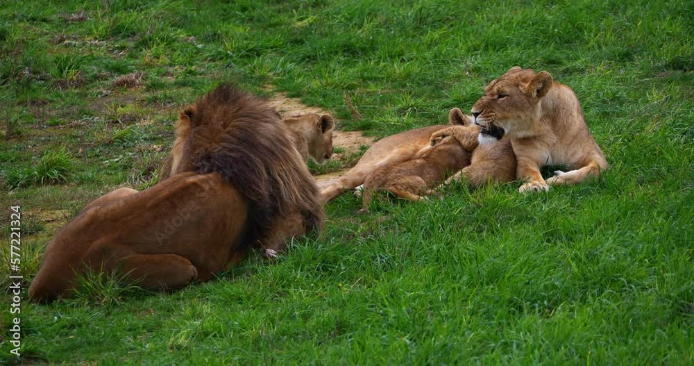 African Lion, panthera leo, Group with Male Female and Cub suckling, Real Time 4K African Lion, panthera leo, Group with Male Female and Cub suckling, Real Time 4K