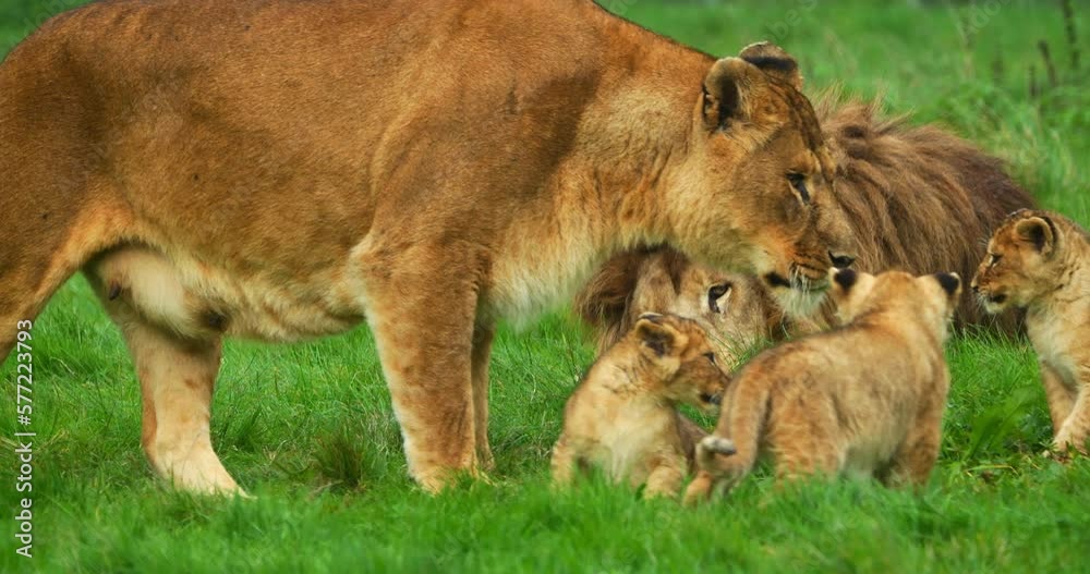 African Lion, panthera leo, Group with Male Female and Cub, Real Time 4K African Lion, panthera leo, Group with Male Female and Cub, Real Time 4K