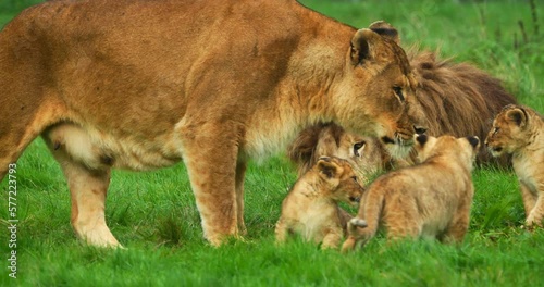 African Lion, panthera leo, Group with Male Female and Cub, Real Time 4K