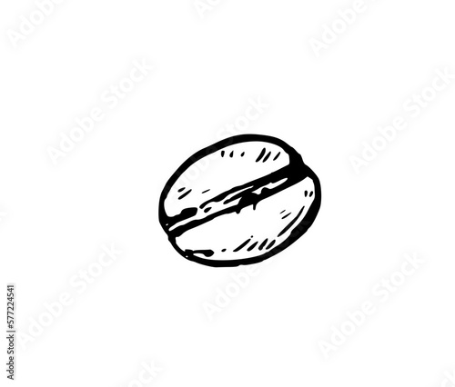 Coffee bean. Black and white illustration in retro engraving style.