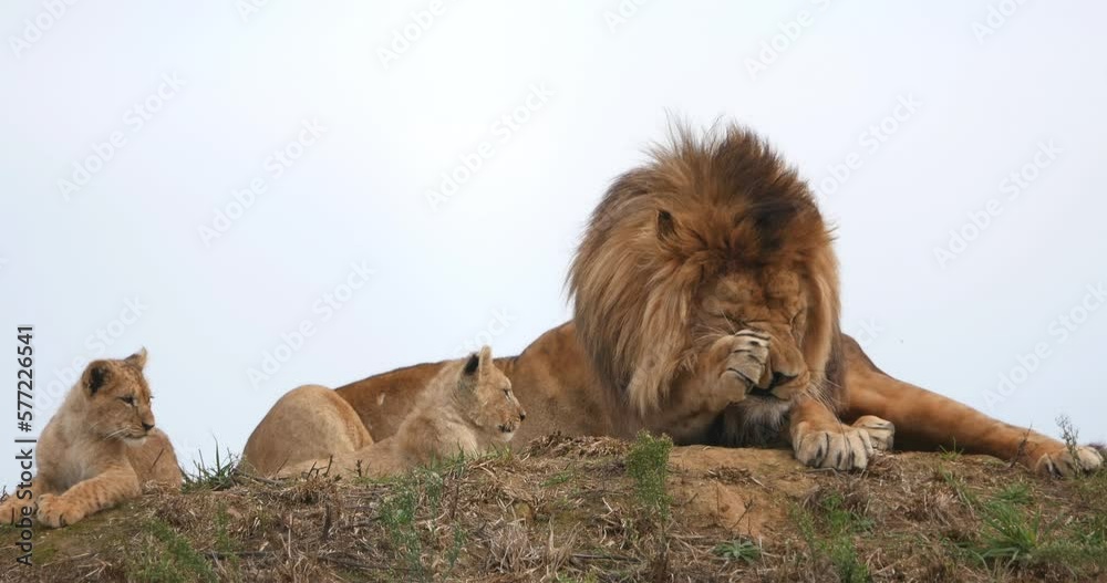 African Lion, panthera leo, Male Licking its Paw, Cub, Real Time 4K